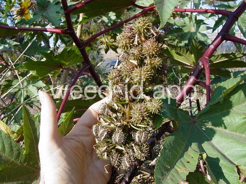castorbean